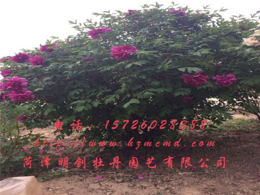 点击查看详细信息<br>标题：牡丹树 阅读次数：1491