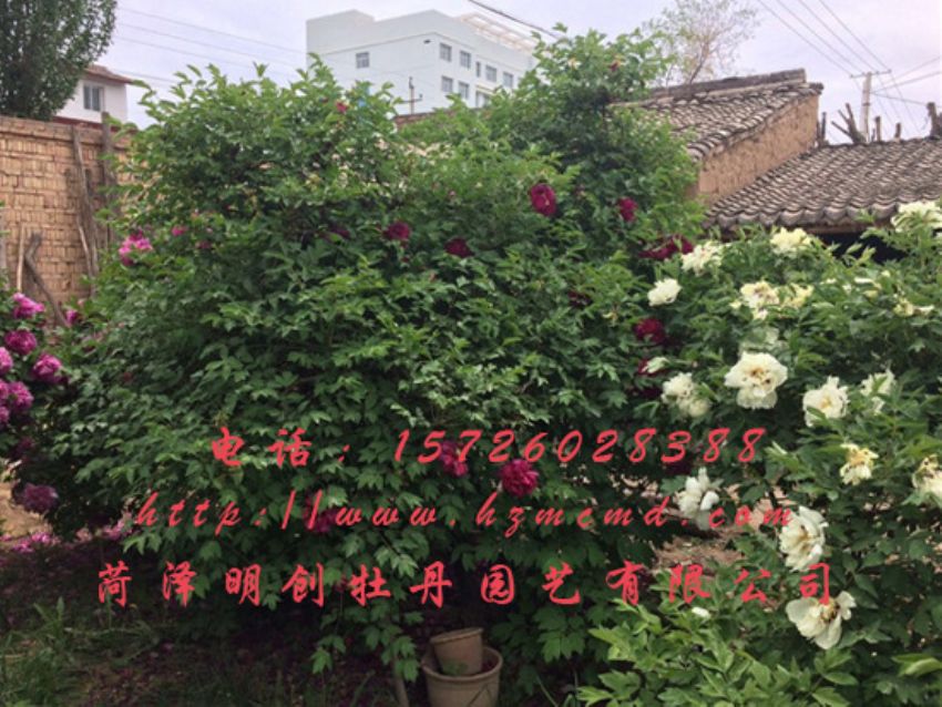 点击查看详细信息<br>标题：牡丹树 阅读次数：1456