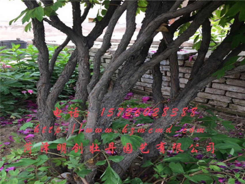 点击查看详细信息<br>标题：牡丹树 阅读次数：1606