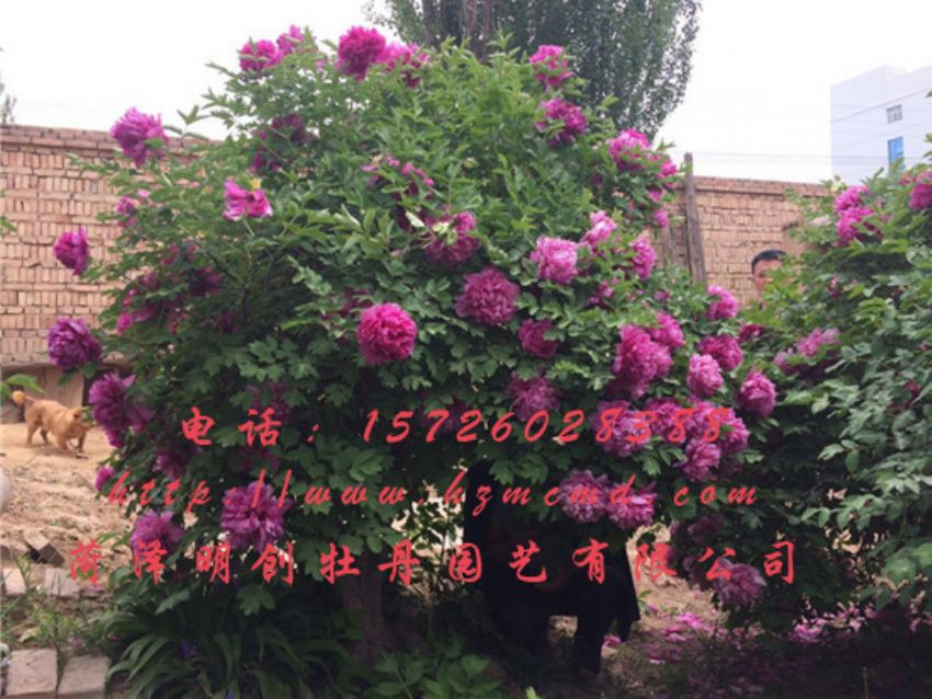 点击查看详细信息<br>标题：牡丹树 阅读次数：1615