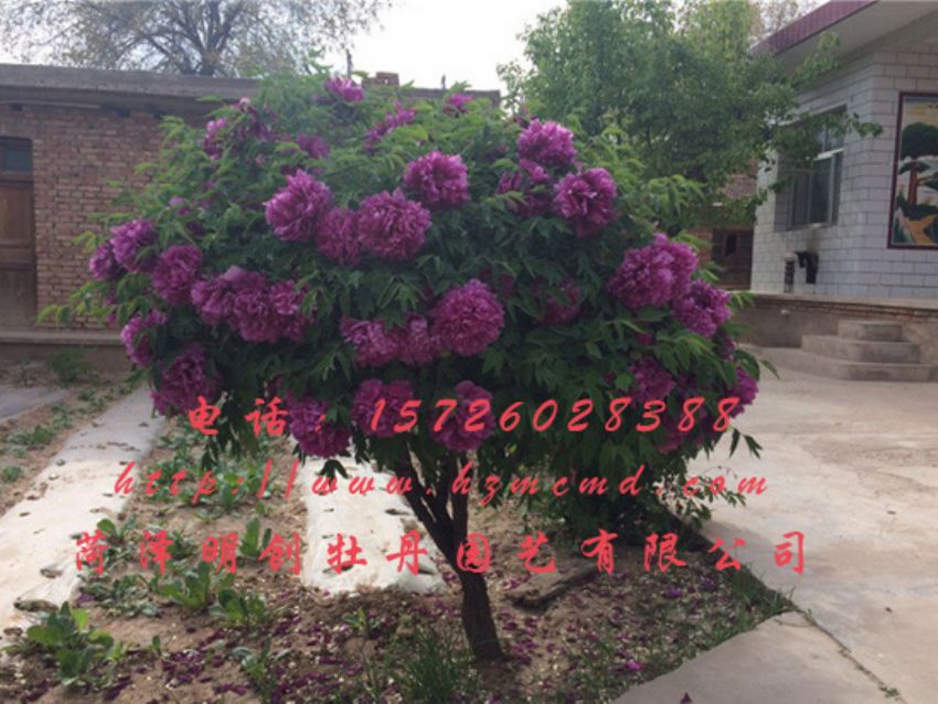 点击查看详细信息<br>标题：牡丹树 阅读次数：1890