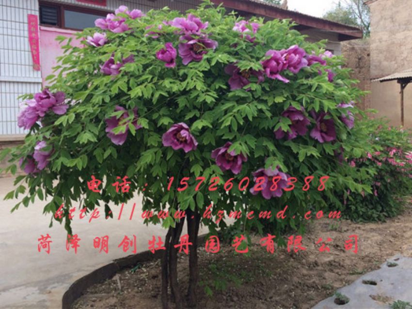 点击查看详细信息<br>标题：牡丹树 阅读次数：1586
