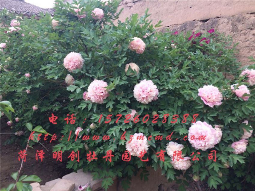 点击查看详细信息<br>标题：牡丹树 阅读次数：1557