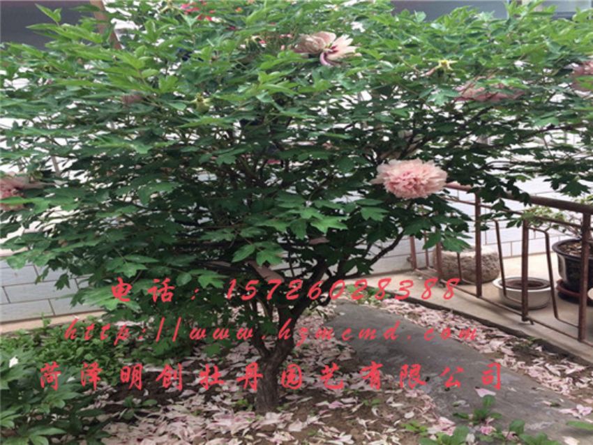 点击查看详细信息<br>标题：牡丹树 阅读次数：1677