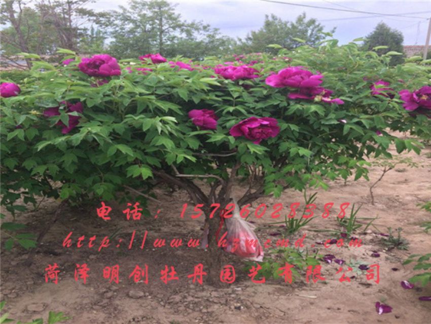 点击查看详细信息<br>标题：牡丹树 阅读次数：1819