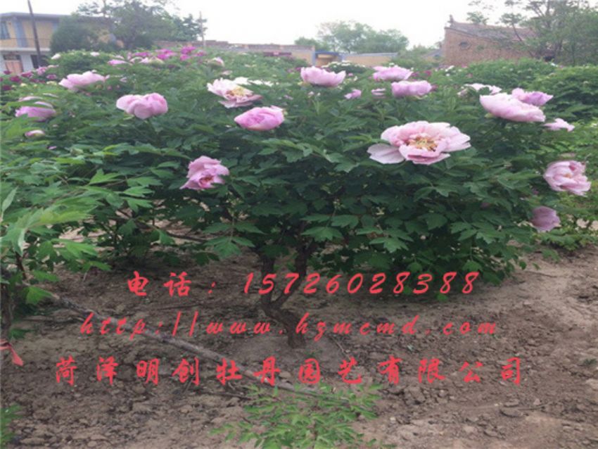点击查看详细信息<br>标题：牡丹树 阅读次数：1857