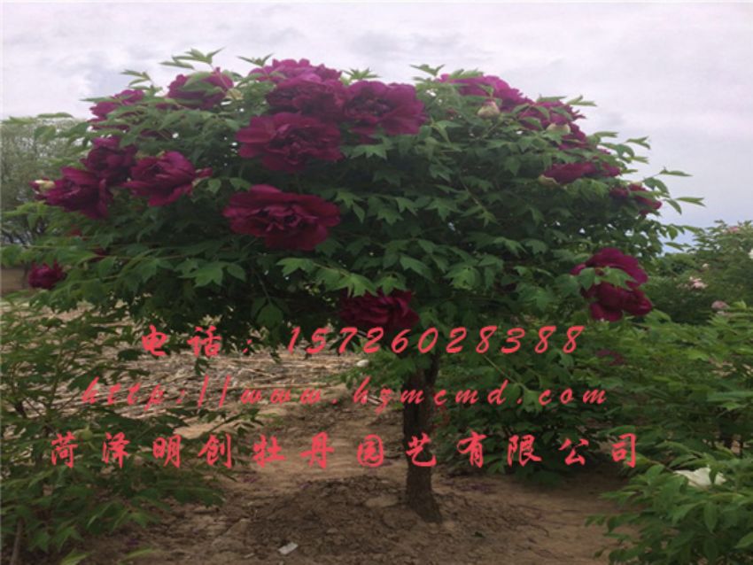 点击查看详细信息<br>标题：牡丹树 阅读次数：1910