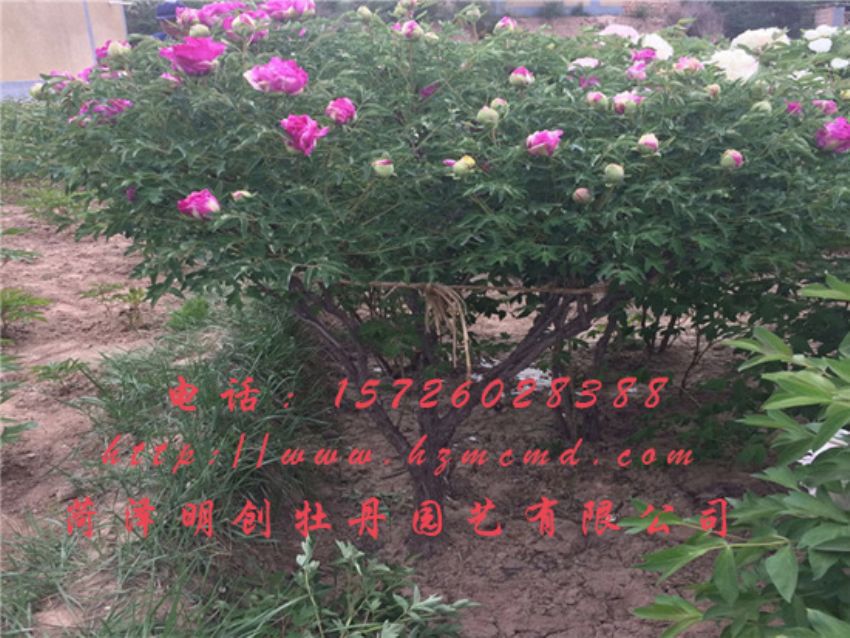点击查看详细信息<br>标题：牡丹树 阅读次数：1794