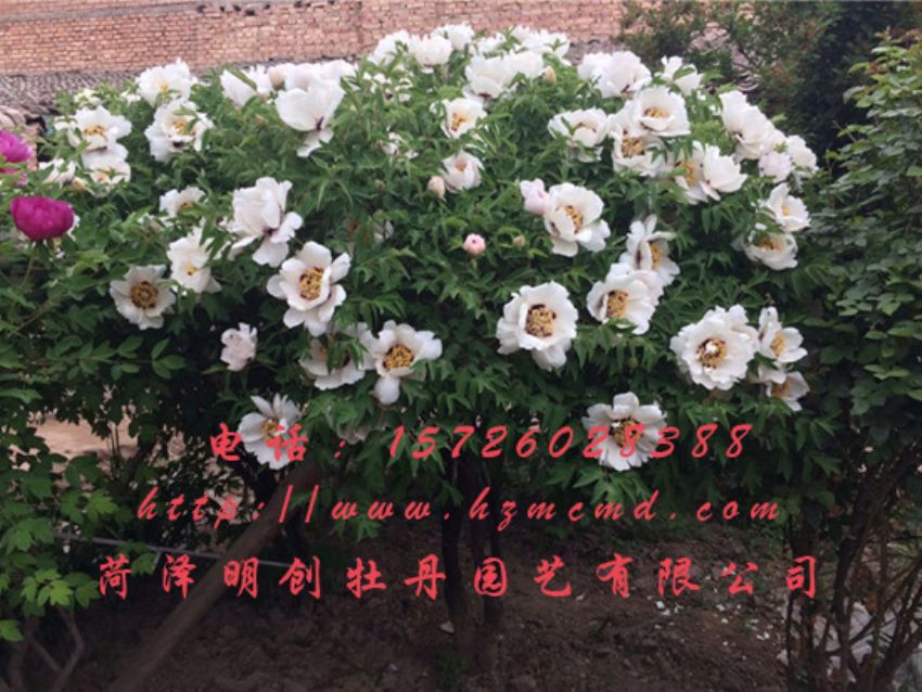 点击查看详细信息<br>标题：牡丹树 阅读次数：2055