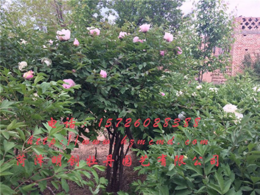 点击查看详细信息<br>标题：牡丹树 阅读次数：1607