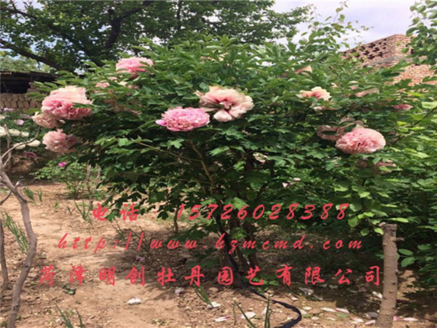 点击查看详细信息<br>标题：牡丹树 阅读次数：1801