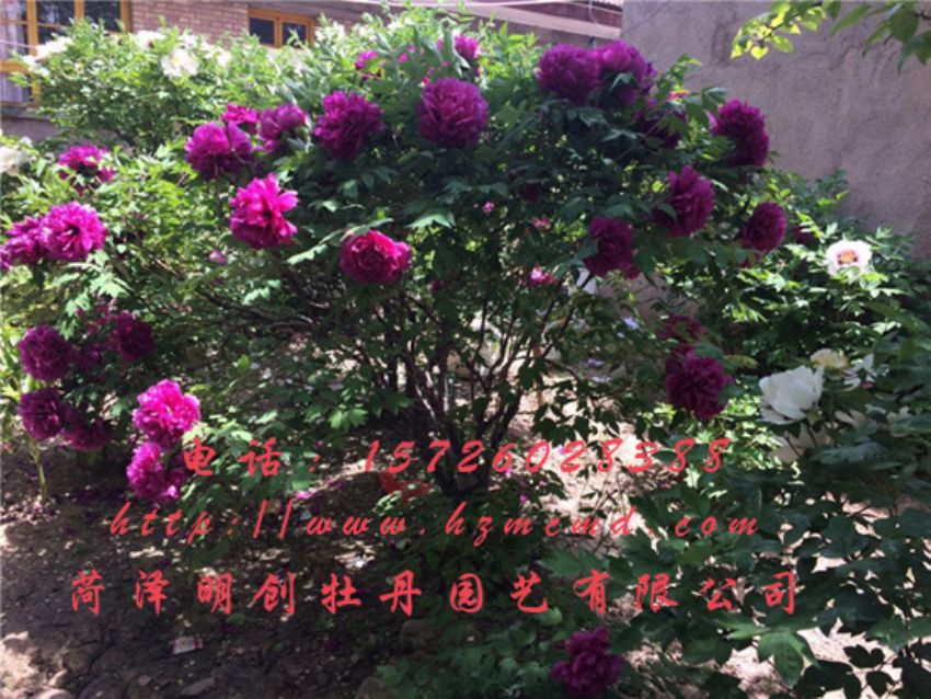 点击查看详细信息<br>标题：牡丹树 阅读次数：1953