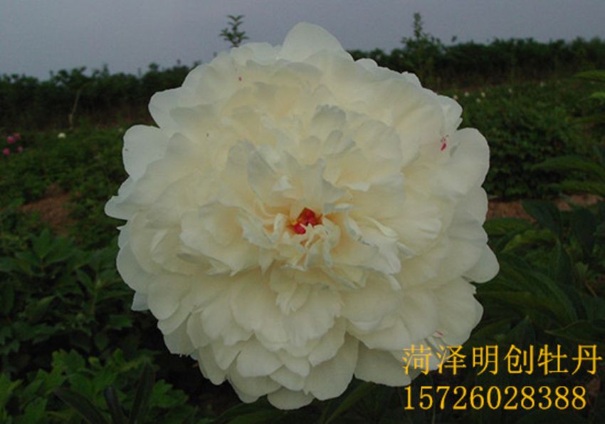 点击查看详细信息<br>标题：杨妃出浴 阅读次数：2586