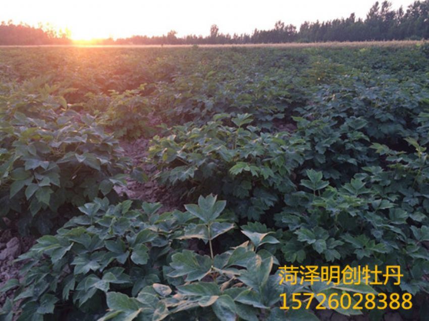 点击查看详细信息<br>标题：观赏牡丹基地 阅读次数：2531