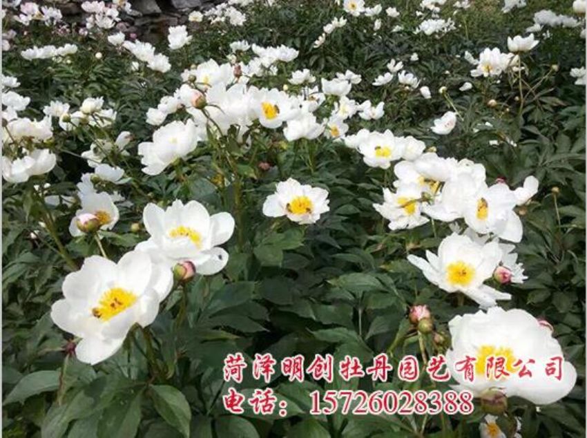 点击查看详细信息<br>标题：赤药花 阅读次数：1788