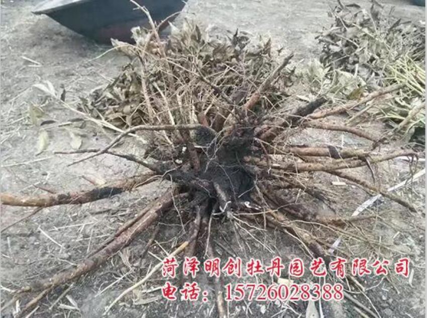 点击查看详细信息<br>标题：赤药根茎 阅读次数：1793