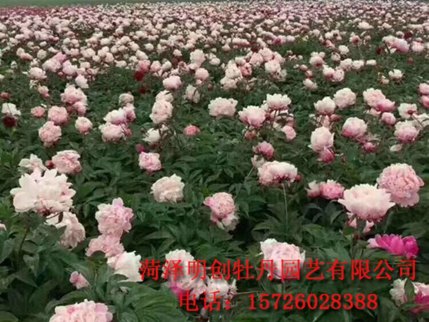点击查看详细信息<br>标题：观赏芍药苗 阅读次数：1859