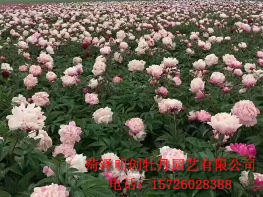 点击查看详细信息<br>标题：观赏芍药苗 阅读次数：1495