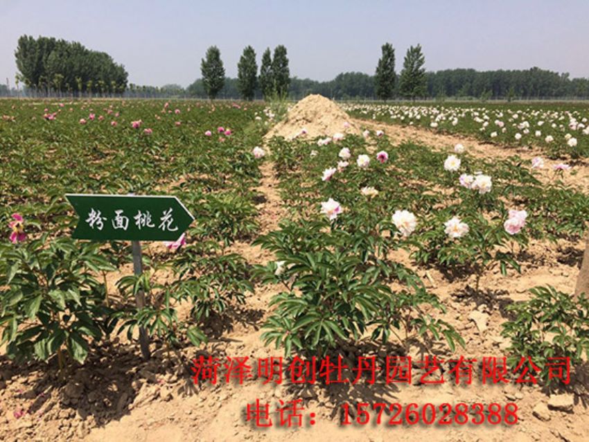 点击查看详细信息<br>标题：观赏芍药苗 阅读次数：1587