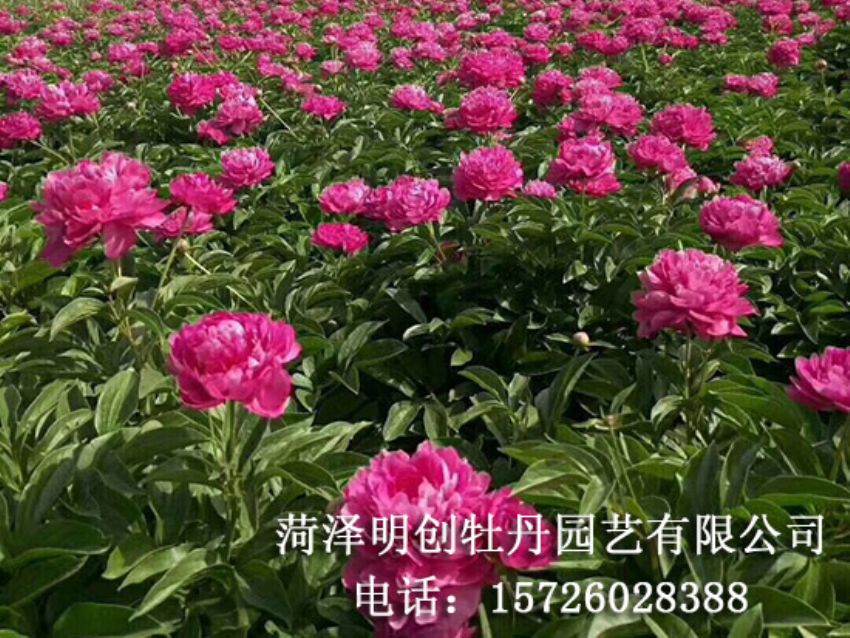 点击查看详细信息<br>标题：观赏芍药苗 阅读次数：1727