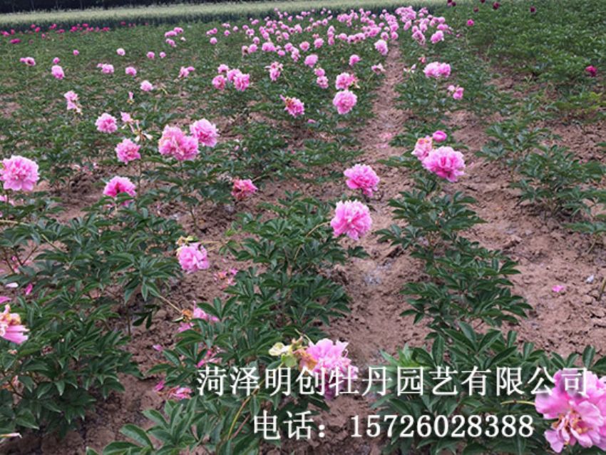 点击查看详细信息<br>标题：观赏芍药苗 阅读次数：1720