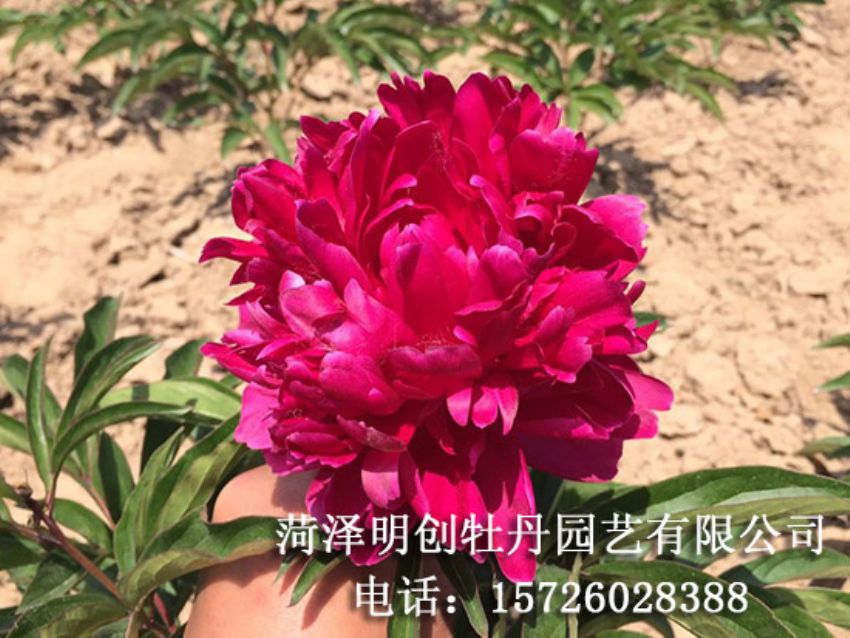 点击查看详细信息<br>标题：观赏芍药苗 阅读次数：1757