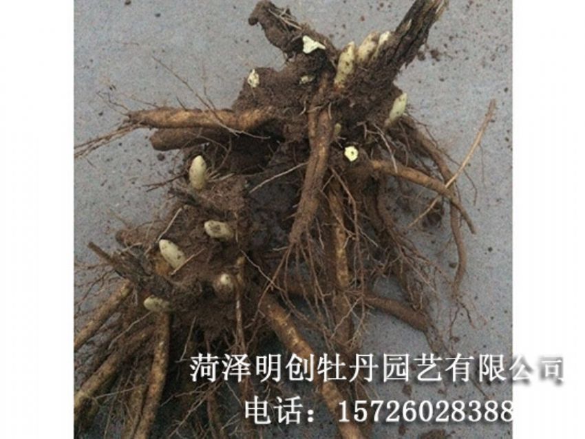 点击查看详细信息<br>标题：观赏芍药苗 阅读次数：1820