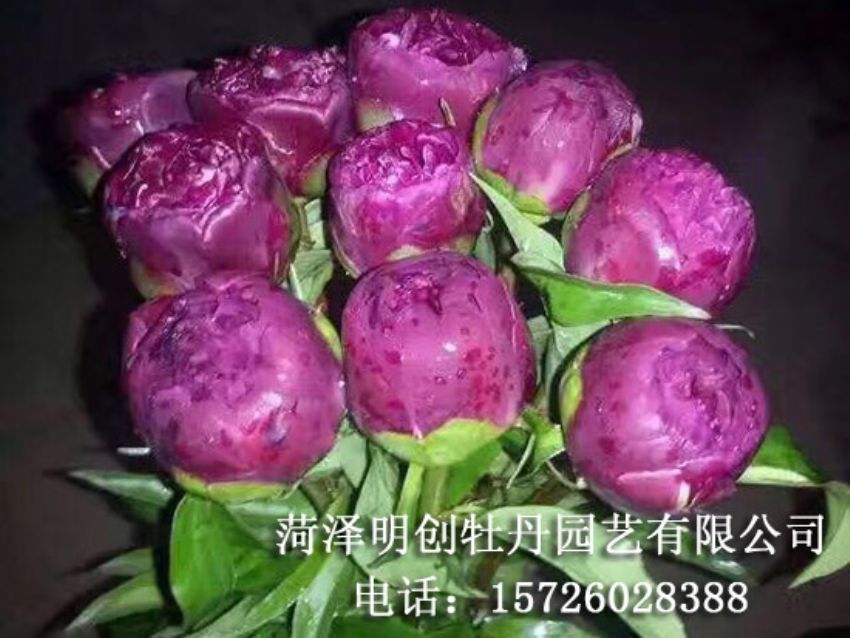 点击查看详细信息<br>标题：芍药鲜切花 阅读次数：2310