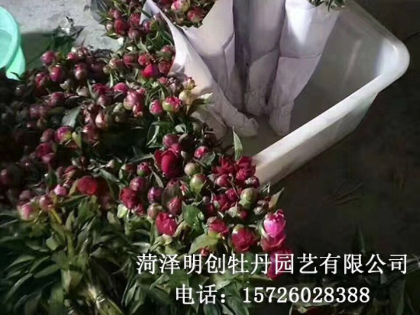 点击查看详细信息<br>标题：芍药鲜切花 阅读次数：1778