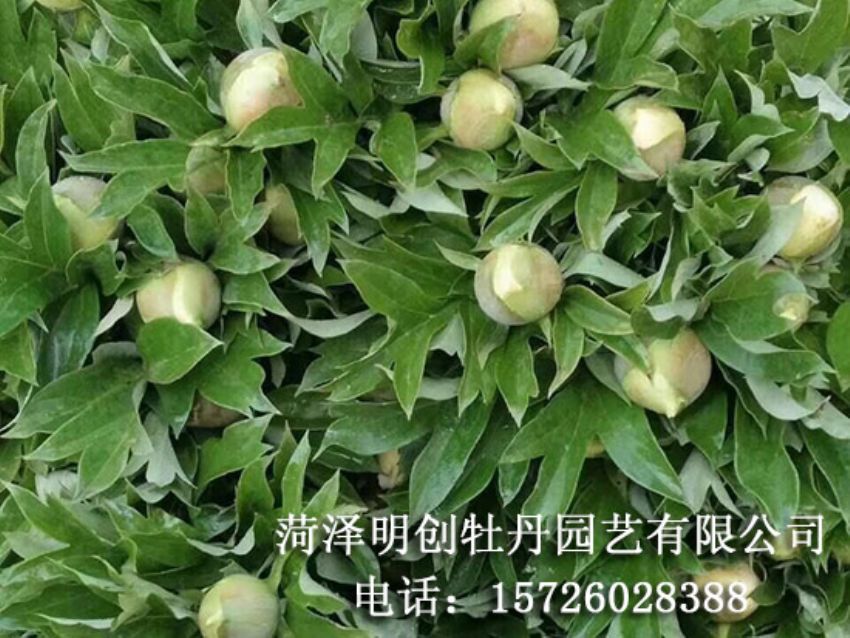 点击查看详细信息<br>标题：芍药鲜切花 阅读次数：1712