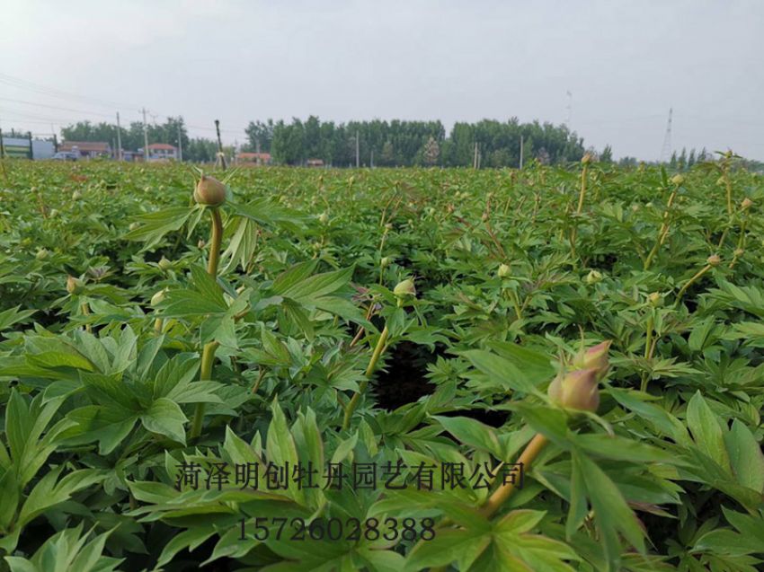 点击查看详细信息<br>标题：观赏芍药苗 阅读次数：1430