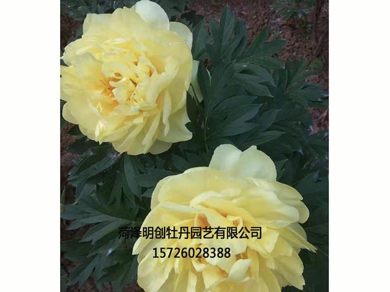巴茨拉-菏泽牡丹种植基地,菏泽观赏牡丹,菏泽观赏芍药