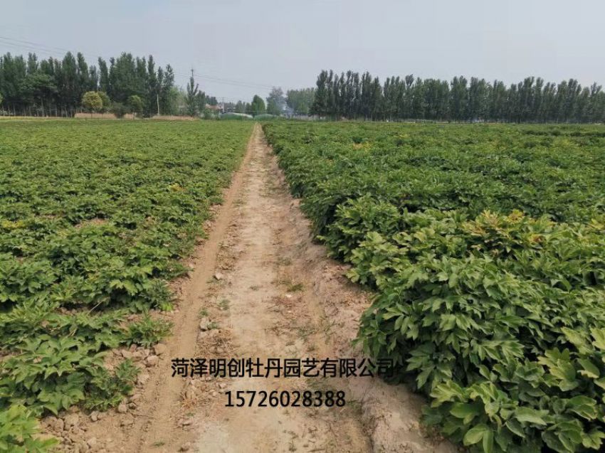 点击查看详细信息<br>标题：牡丹基地 阅读次数：1384