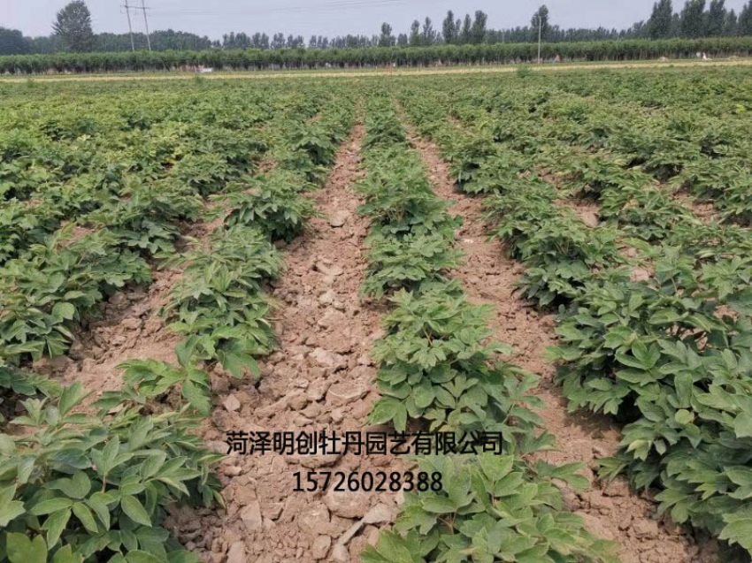 点击查看详细信息<br>标题：牡丹基地 阅读次数：1386