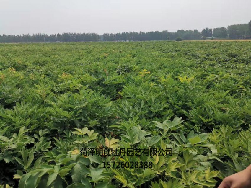 点击查看详细信息<br>标题：牡丹基地 阅读次数：1483