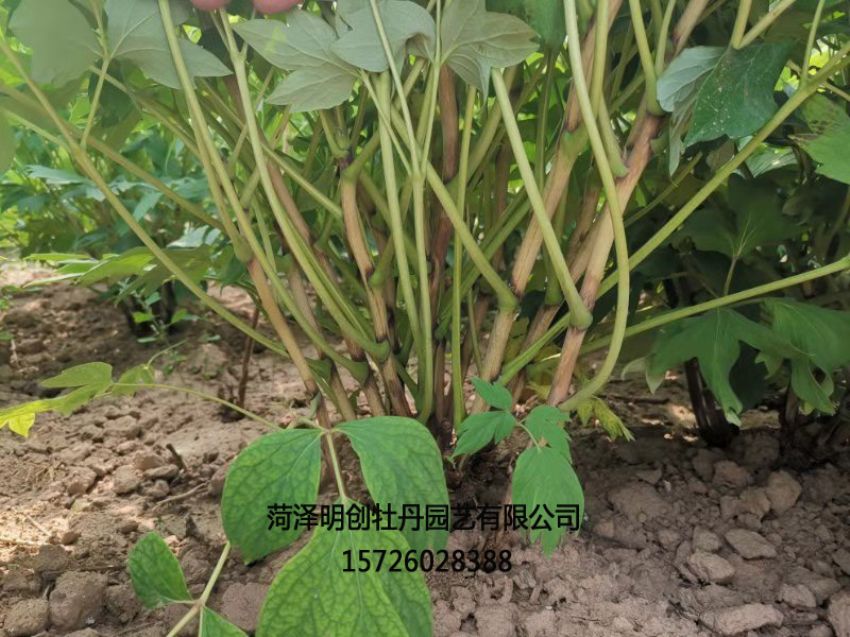 点击查看详细信息<br>标题：牡丹基地 阅读次数：1420
