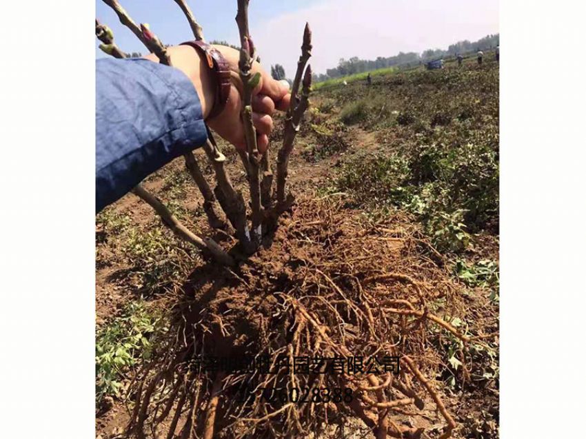 点击查看详细信息<br>标题：牡丹种植基地 阅读次数：1328