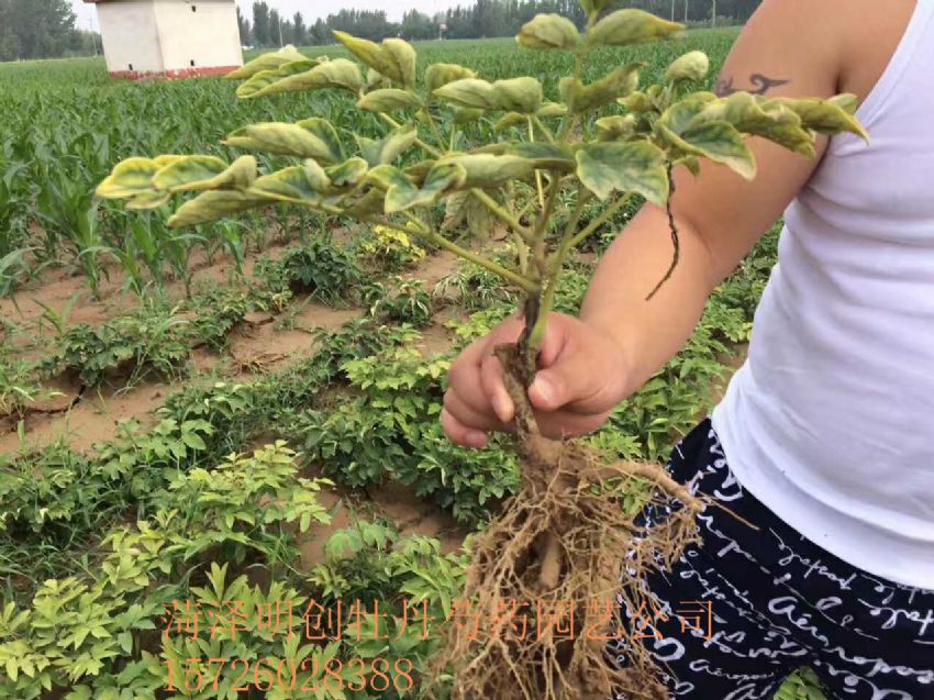 点击查看详细信息<br>标题：一年生牡丹花苗 阅读次数：1400