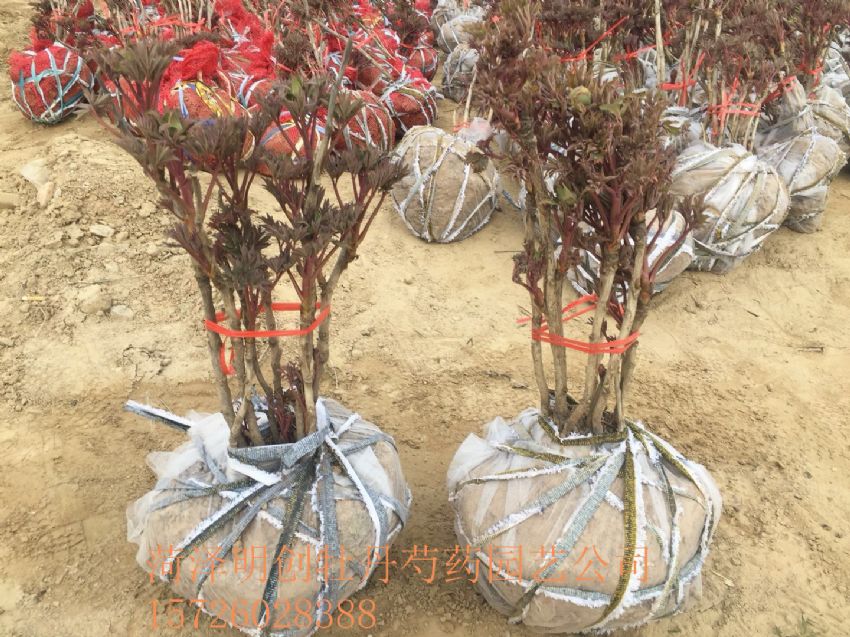 点击查看详细信息<br>标题：带土球观赏牡丹花苗 阅读次数：2290