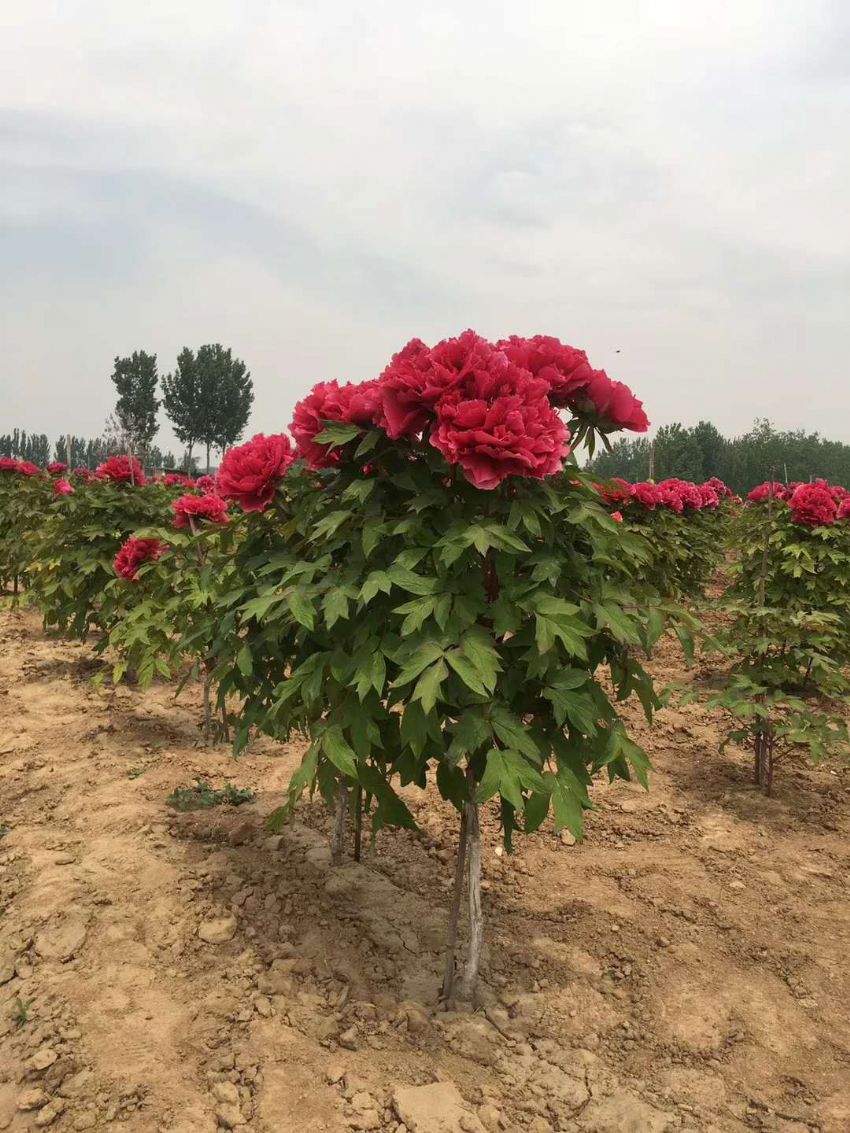 点击查看详细信息<br>标题：独杆树状牡丹 阅读次数：2385